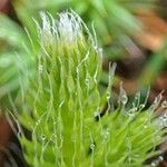 Lycopodium clavatum Fruit