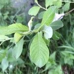 Salix laggeri Feuille