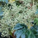 Tetrapanax papyrifer Tabia