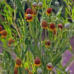 Helenium microcephalum Цвят