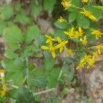 Solidago flexicaulisBlodyn