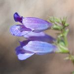 Penstemon speciosus Virág