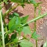 Cleome rutidospermaHoja