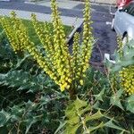 Berberis japonicaFlower