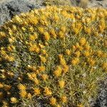 Chuquiraga aurea Habit
