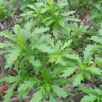 Euryops chrysanthemoides Folio