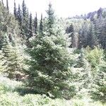 Abies lasiocarpa برگ