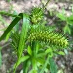 Carex lurida Frucht