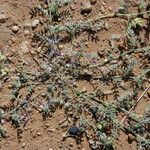 Astragalus vogelii Habit