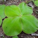 Costus spectabilis Leaf