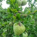 Annona spinescens Meyve