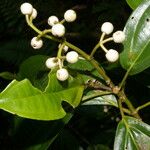 Miconia cooperi Fruit