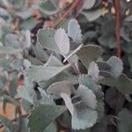 Kalanchoe pumila Hoja