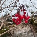 Viburnum trilobumFruto