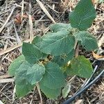 Solanum vespertilio Leaf