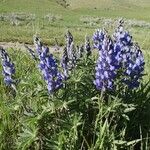 Lupinus angustifolius Virág