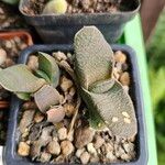 Gasteria glomerata Hoja