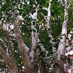 Ficus virens Habit