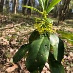 Daphne pontica Flor