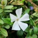 Vinca difformis Blüte