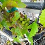 Vitis rotundifolia Ffrwyth