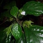 Napeanthus bracteatus Hoja
