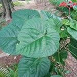 Clerodendrum japonicum Blatt