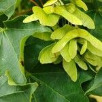 Acer cappadocicum ফল