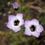 Gilia tricolor Kvet