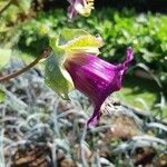 Cobaea scandens Blüte