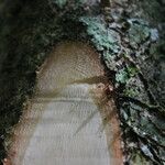 Duboscia macrocarpa кора