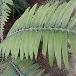Encephalartos pterogonus पत्ता