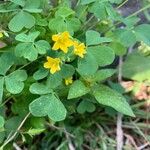 Oxalis strictaFlor