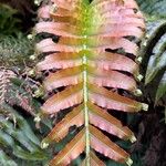 Blechnum cordatumЛист