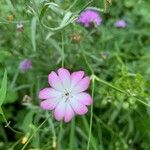 Eudianthe coeli-rosa Flower