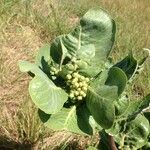 Asclepias latifolia ᱛᱟᱦᱮᱸ