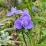 Tradescantia ohiensis Virág