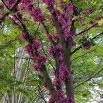 Cercis siliquastrumফুল