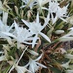 Pancratium maritimum Λουλούδι