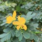 Senna bicapsularis Цветок