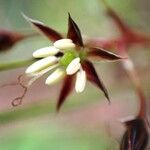 Luzula forsteri फूल