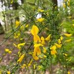 Cytisus striatus Flower