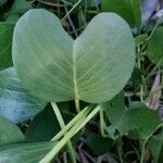 Ipomoea pes-capraeFeuille