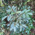 Aglaia elaeagnoidea Deilen