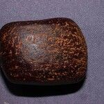Dioclea malacocarpa Máis