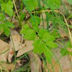 Oenanthe sarmentosa Leaf