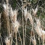 Hordeum marinum आदत