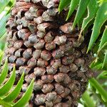 Dioon spinulosum Cvet