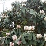 Rhododendron arizelum Habit