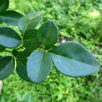 Triphasia trifolia Hoja
